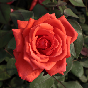 Roşu viu - trandafir pentru straturi Floribunda